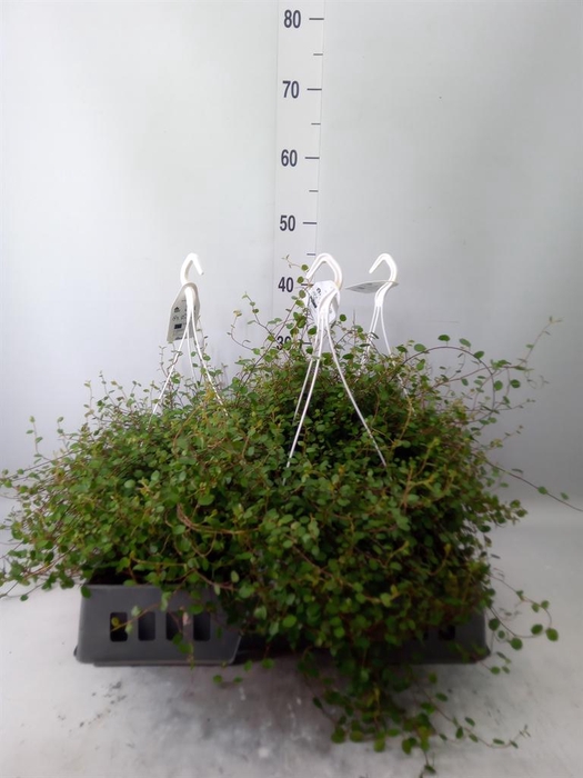 <h4>Muehlenbeckia com. 'Mao'ri'</h4>