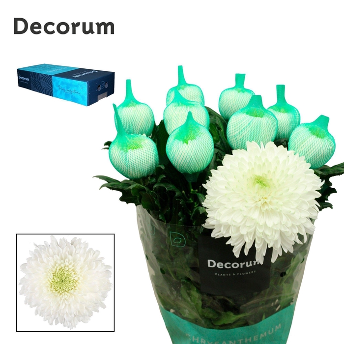 Chrysanthemum Indicum Grp geplozen Magnum