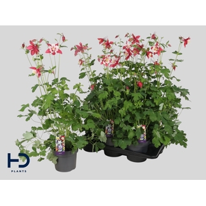 AQUIL EARLYB RED WHI