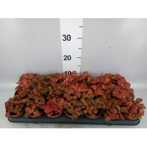 Fittonia  'Mosaic Tiger'