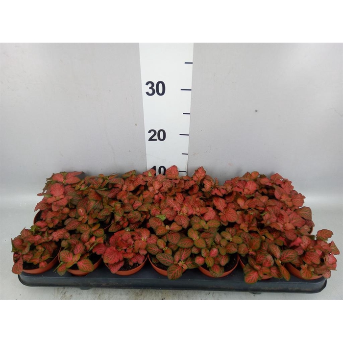 <h4>Fittonia 'Mosaic Tiger'</h4>