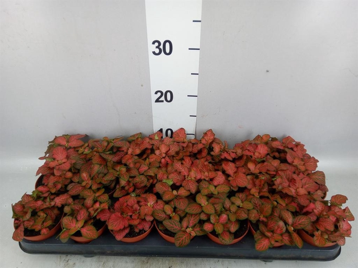 Fittonia  'Mosaic Tiger'