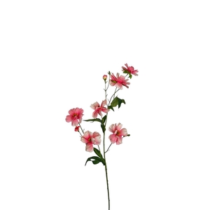 AF Ranunculus butt. x6 L75cm