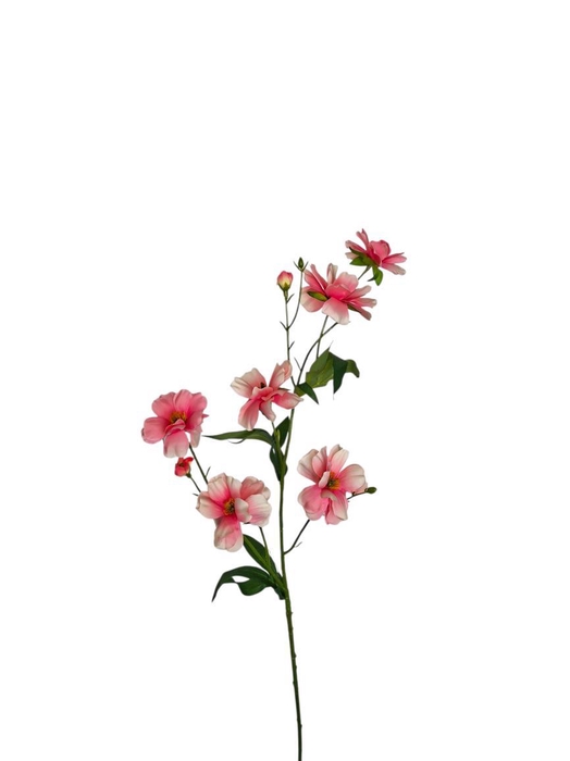 <h4>AF Ranunculus butt. x6 L75cm</h4>