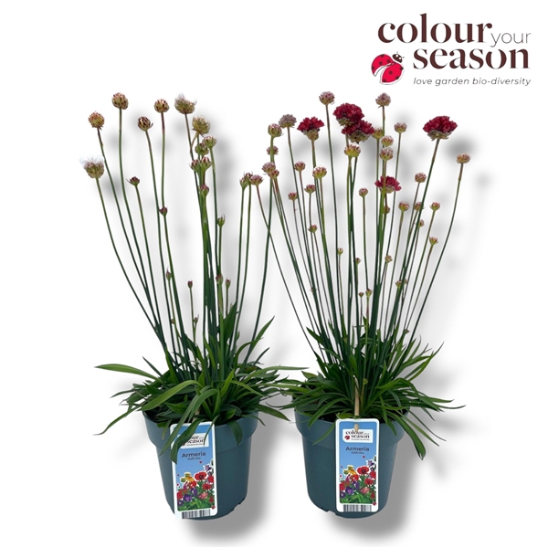 <h4>Armeria 'Ballerina' mixlaag</h4>