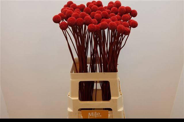 <h4>CRAS KLB H%</h4>