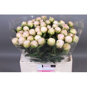 Paeonia Moon Over Barrington | Heavy Quality