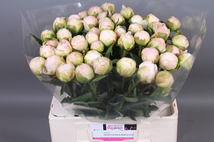<h4>Paeonia Moon Over Barrington | Heavy Quality</h4>