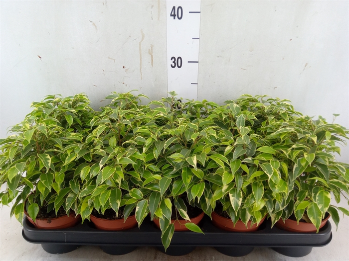 <h4>Ficus benja. 'Kinky'</h4>