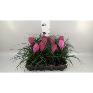 Tillandsia cyanea 'Anita'