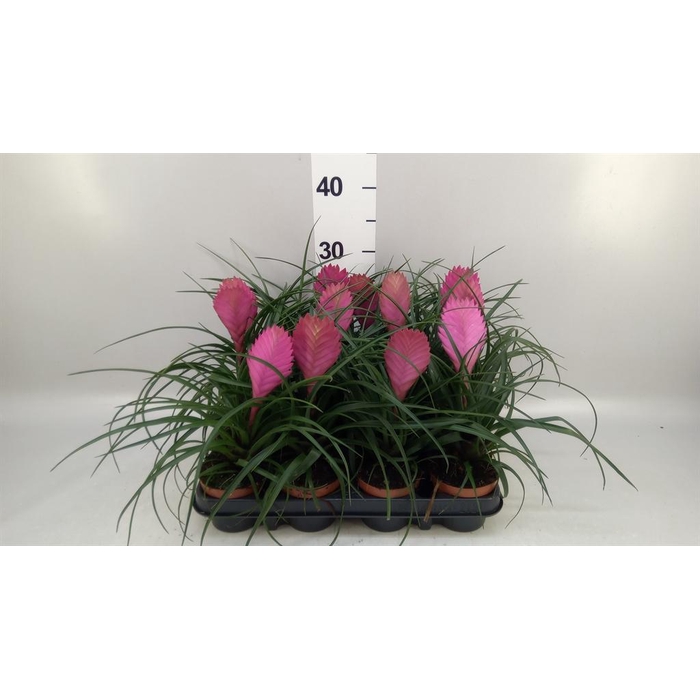 <h4>Tillandsia cyanea 'Anita'</h4>