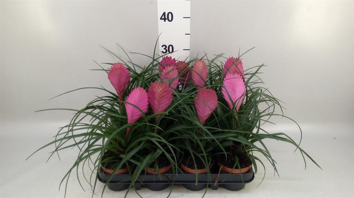 Tillandsia cyanea 'Anita'