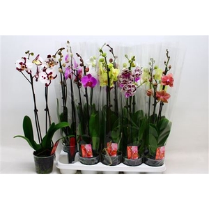 Phal Gem 7 Kl 2 Branches 16+