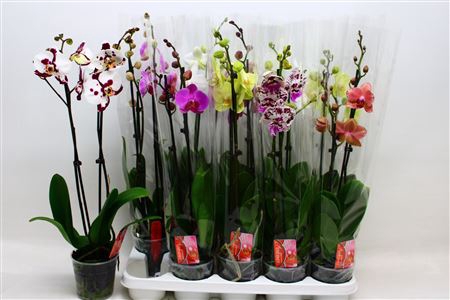 <h4>Phal Gem 7 Kl 2 Branches 16+</h4>