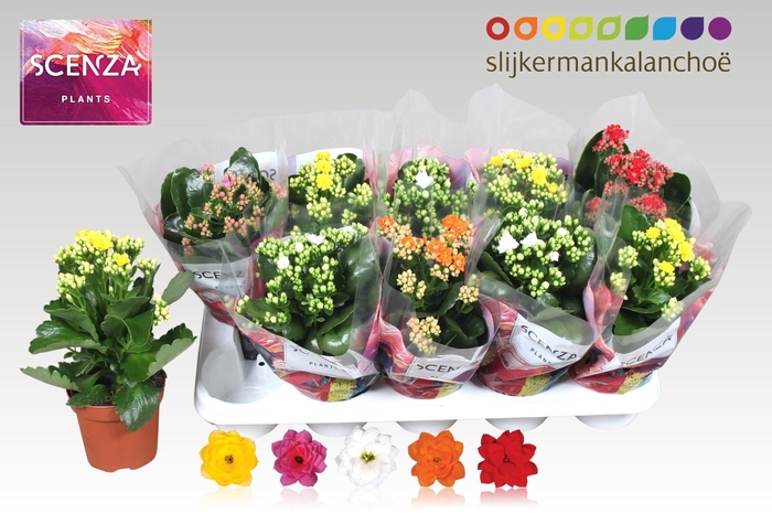 <h4>KAL GE GEM 5 KL</h4>