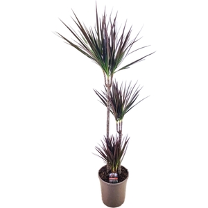 Dracaena marginata Magenta 75-45-10