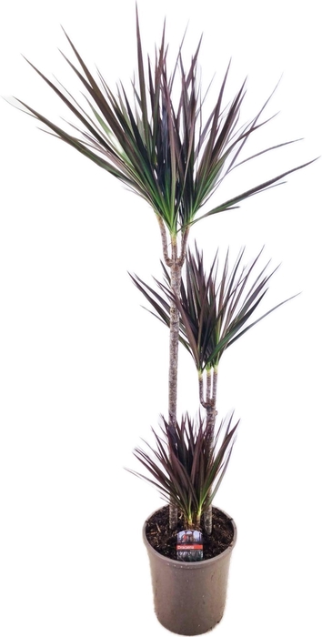 <h4>Dracaena marginata Magenta 75-45-10</h4>