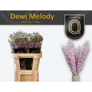 DELPH DU DEW MELODY 80CM X40