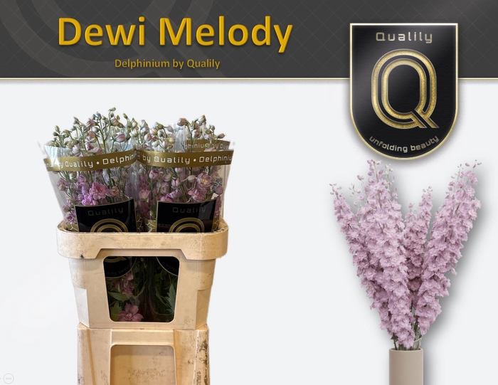 <h4>DELPH DU DEW MELODY 80CM X40</h4>
