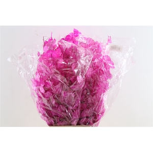 Dried Lunaria Cerise 90cm P Bunch