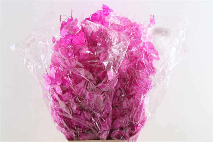 <h4>Dried Lunaria Cerise 90cm P Bunch</h4>