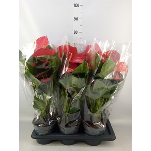 Anthurium andr. 'Karma Red'