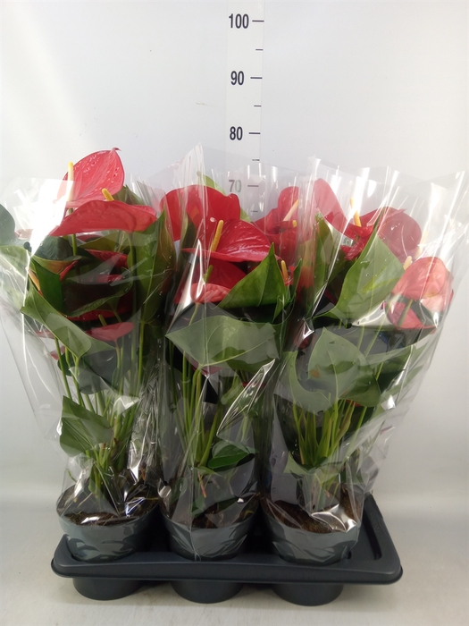 <h4>Anthurium andr. 'Karma Red'</h4>