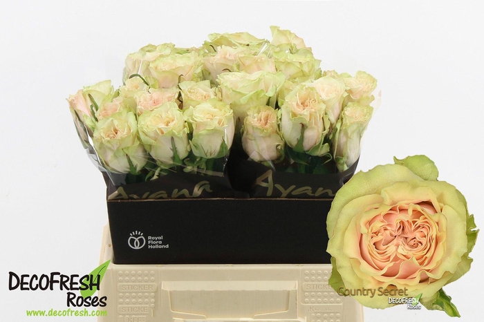 <h4>R Gr Country Secret</h4>