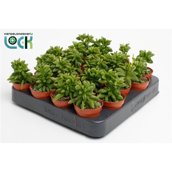 <h4>Peperomia Green Spark</h4>