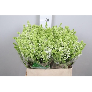 Syr V Mme Fl Stepman 4+