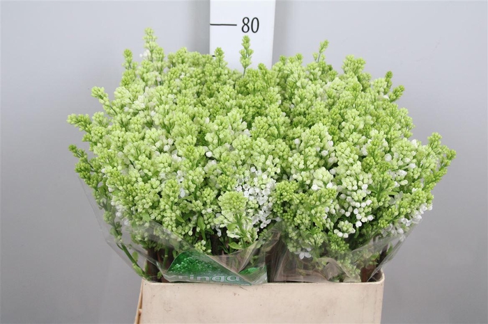 <h4>Syr V Mme Fl Stepman 4+</h4>