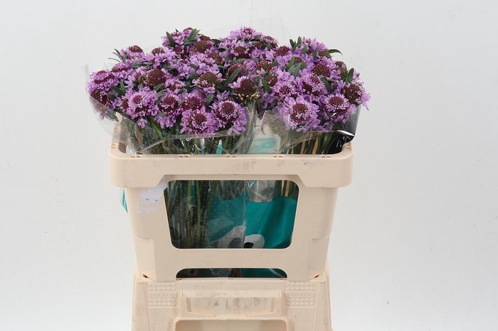 <h4>Scab At Saura</h4>