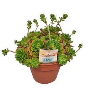 Echeveria Affinis - 1154