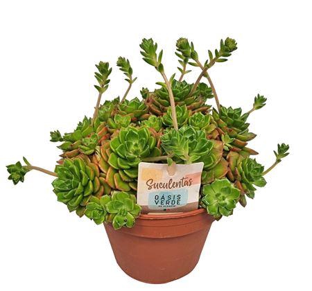 Echeveria Affinis - 1154