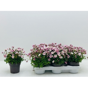 SAXIF AR ALP ROSE
