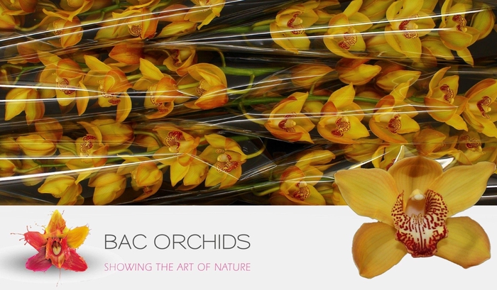 <h4>CYMB T ESTHER</h4>