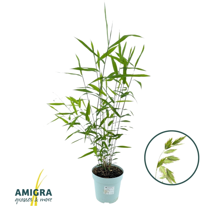 <h4>VASTE PLANTEN OV</h4>