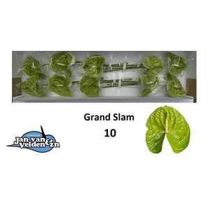ANTH A GRAND SLAM