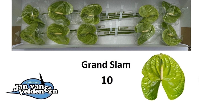 <h4>ANTH A GRAND SLAM</h4>