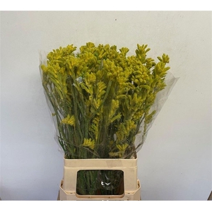 ANIGOZ BUSH GOLD