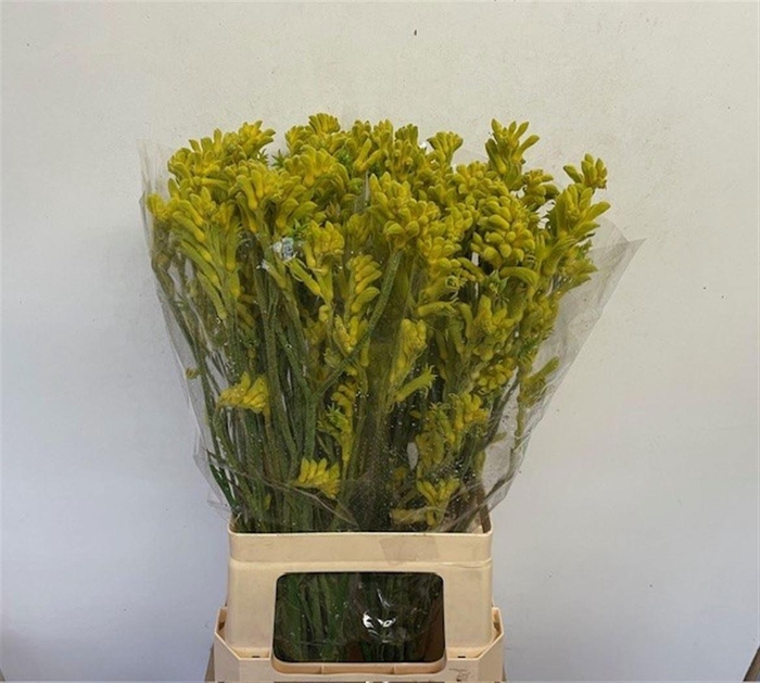 <h4>ANIGOZ BUSH GOLD</h4>