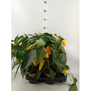 Capsicum annuum   ...paprika