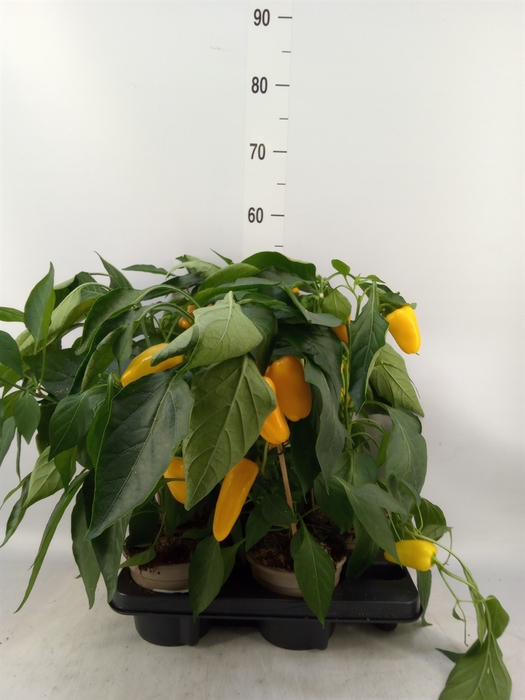 <h4>Capsicum annuum   ...paprika</h4>