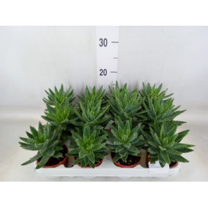 Aloe brevifolia