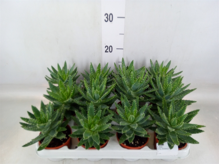 <h4>Aloe brevifolia</h4>