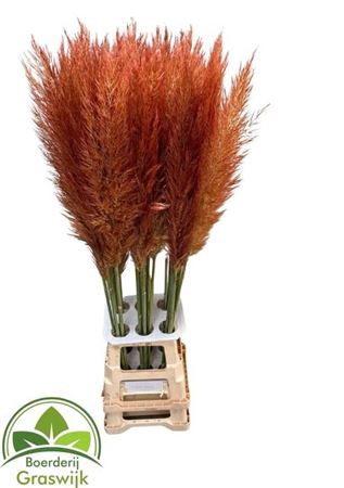 <h4>CORTA SE SELLOAN KLB ORANGE</h4>