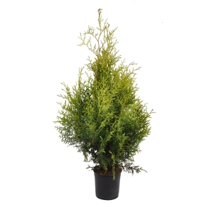 Thuja occ. brabant, plantmaat 60-80 cm - Rondgestoken -