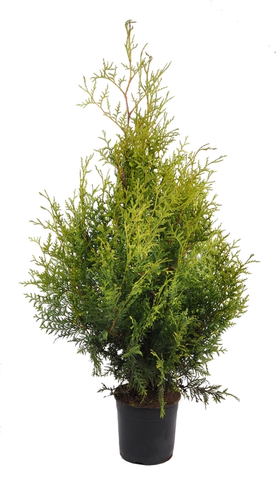 <h4>Thuja occ. brabant, plantmaat 60-80 cm - Rondgestoken -</h4>