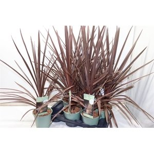 Cord Aus Red Star