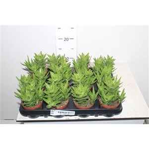 Aloe Squarosa